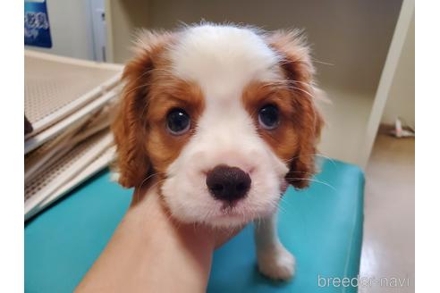 成約済の愛知県のキャバリアキングチャールズスパニエル-142379の5枚目