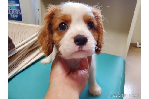 成約済の愛知県のキャバリアキングチャールズスパニエル-142379