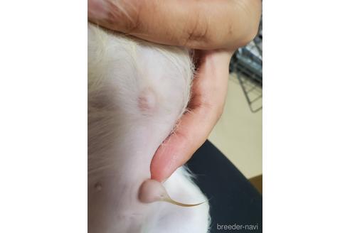 成約済の愛知県のキャバリアキングチャールズスパニエル-142379の2枚目