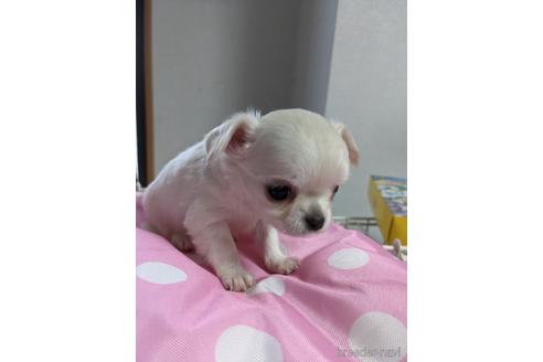 成約済の埼玉県のチワワ(ロングコート)-142421の10枚目