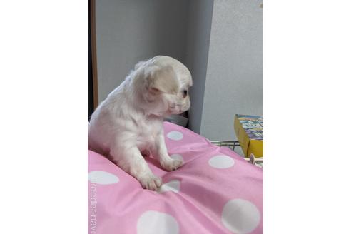 成約済の埼玉県のチワワ(ロングコート)-142421の6枚目