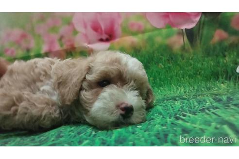 成約済の千葉県のトイプードル-142427の3枚目