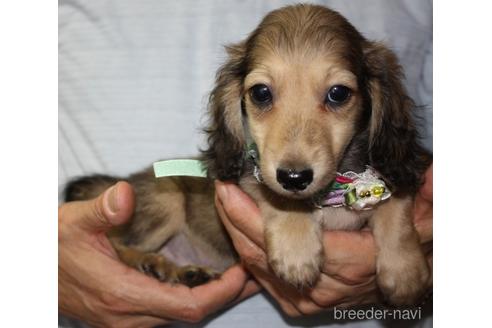 子犬