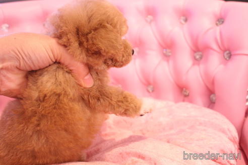 成約済の茨城県のティーカッププードル-142470の19枚目