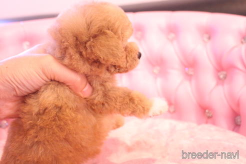 成約済の茨城県のティーカッププードル-142470の18枚目