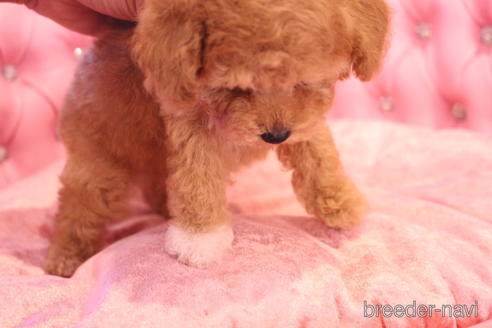 成約済の茨城県のティーカッププードル-142470の17枚目