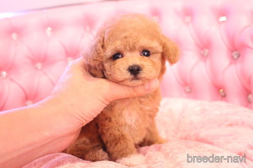 成約済の茨城県のティーカッププードル-142470の16枚目