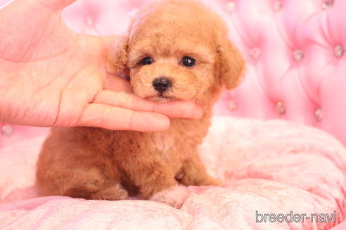 成約済の茨城県のティーカッププードル-142470の14枚目