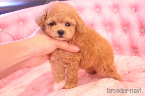 成約済の茨城県のティーカッププードル-142470の13枚目