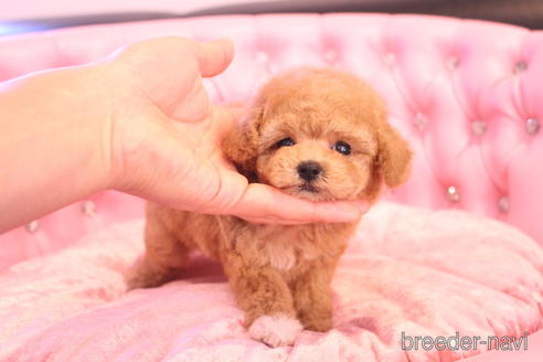 成約済の茨城県のティーカッププードル-142470の10枚目