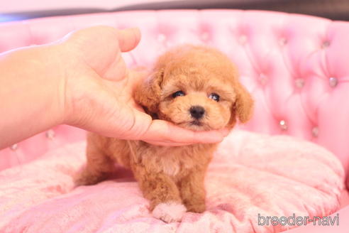 成約済の茨城県のティーカッププードル-142470の9枚目