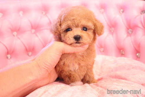 成約済の茨城県のティーカッププードル-142470の8枚目