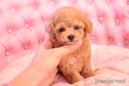 成約済の茨城県のティーカッププードル-142470の7枚目