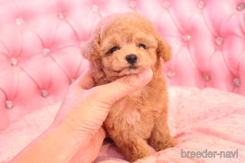 成約済の茨城県のティーカッププードル-142470の6枚目