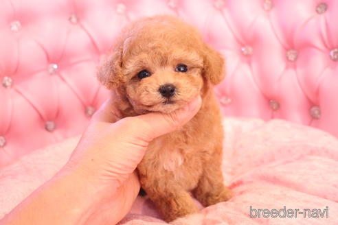 成約済の茨城県のティーカッププードル-142470の5枚目