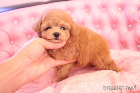 成約済の茨城県のティーカッププードル-142470の4枚目