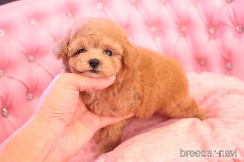 成約済の茨城県のティーカッププードル-142470の3枚目