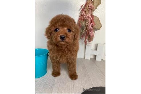 千葉県でティーカッププードルの子犬を探す ブリーダーナビ