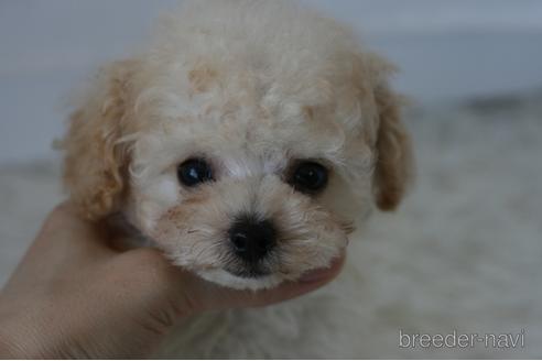 子犬