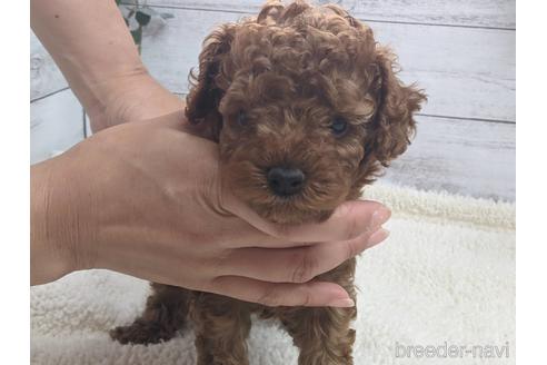 成約済の静岡県のトイプードル-142482の1枚目