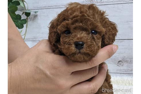 成約済の静岡県のトイプードル-142487の1枚目