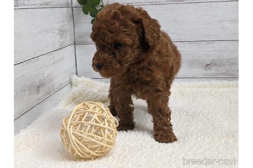 成約済の静岡県のトイプードル-142487の2枚目