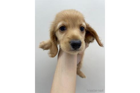 成約済の東京都のミニチュアダックスフンド(ロングヘアード)-142493の1枚目