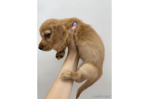 成約済の東京都のミニチュアダックスフンド(ロングヘアード)-142493の2枚目