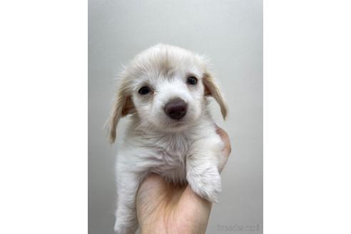 成約済の東京都のチワックス:チワワ×ミニチュアダックスフンド-142491の1枚目