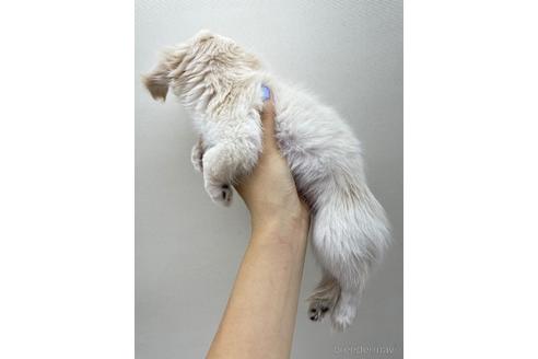 成約済の東京都のチワックス:チワワ×ミニチュアダックスフンド-142491の2枚目