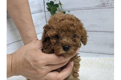 成約済の静岡県のトイプードル-142504の1枚目