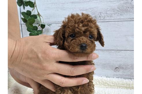 成約済の静岡県のトイプードル-142510の1枚目