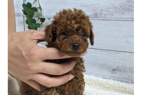 成約済の静岡県のトイプードル-142510の2枚目