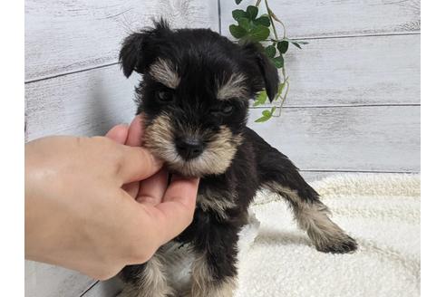 成約済の静岡県のミニチュアシュナウザー-139214