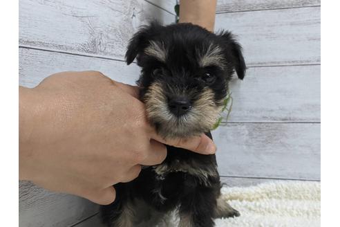 成約済の静岡県のミニチュアシュナウザー-139214の2枚目