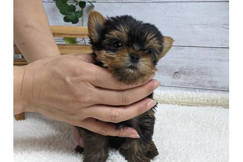 成約済の静岡県のヨークシャーテリア-139187