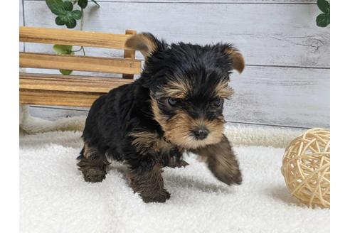 成約済の静岡県のヨークシャーテリア-139189の2枚目