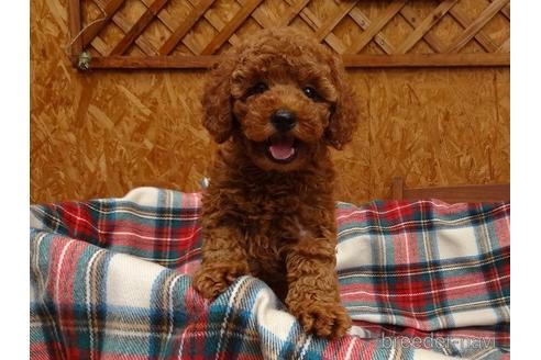宮城県でトイプードルの子犬を探す ブリーダーナビ