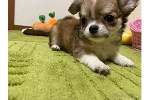 成約済の埼玉県のチワワ(ロングコート)-139083の5枚目