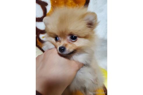 成約済の京都府のポメラニアン-142564の5枚目