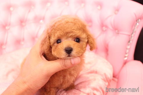 成約済の茨城県のティーカッププードル-142582の1枚目