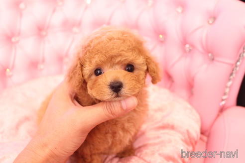 成約済の茨城県のティーカッププードル-142582の21枚目