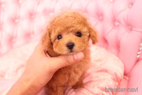 成約済の茨城県のティーカッププードル-142582の20枚目