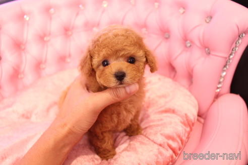 成約済の茨城県のティーカッププードル-142582の19枚目