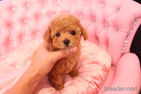 成約済の茨城県のティーカッププードル-142582の18枚目