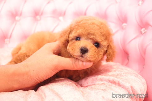 成約済の茨城県のティーカッププードル-142582の17枚目