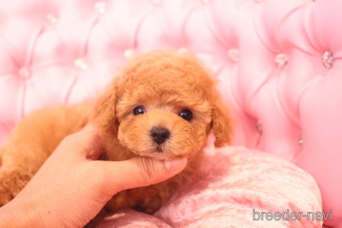 成約済の茨城県のティーカッププードル-142582の16枚目