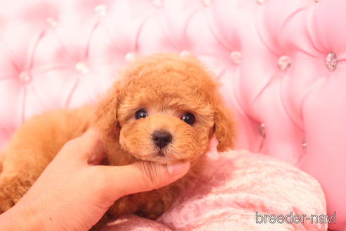 成約済の茨城県のティーカッププードル-142582の15枚目