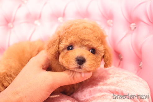 成約済の茨城県のティーカッププードル-142582の14枚目