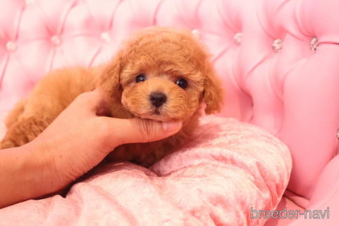 成約済の茨城県のティーカッププードル-142582の12枚目